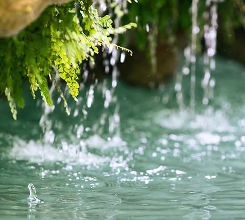 水の都「西条」の水郷